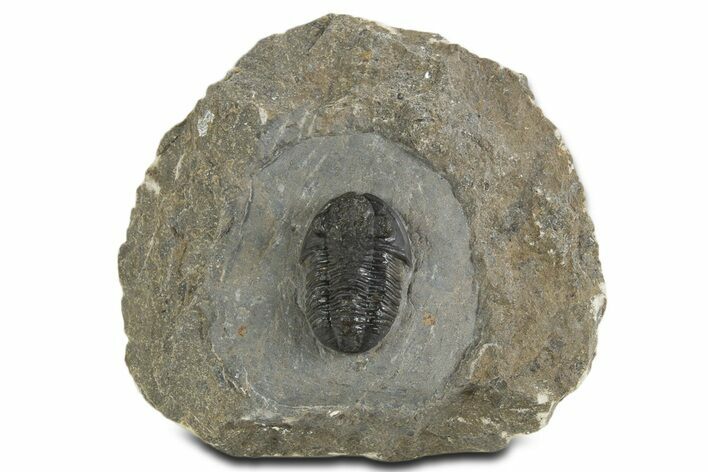 Detailed Proetid (Gerastos) Trilobite Fossil - Morocco #340248